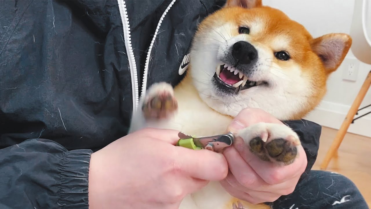 主人給柴犬剪指甲，狗狗急得罵罵咧咧，簡直撞聲尖叫雞！