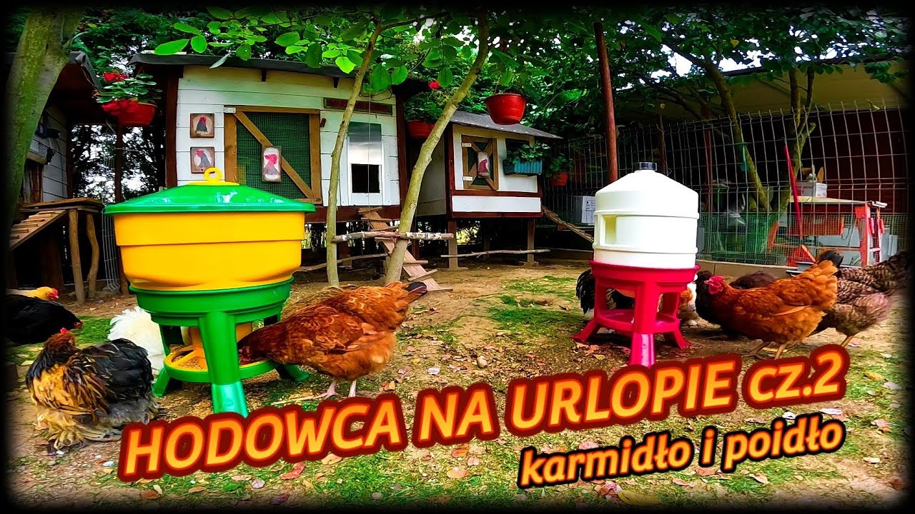 #KarmienieDrobiu 🐓Hodowca kur na urlopie🦃 - #karmidło i #poidło gdy jedziesz na wakacje.