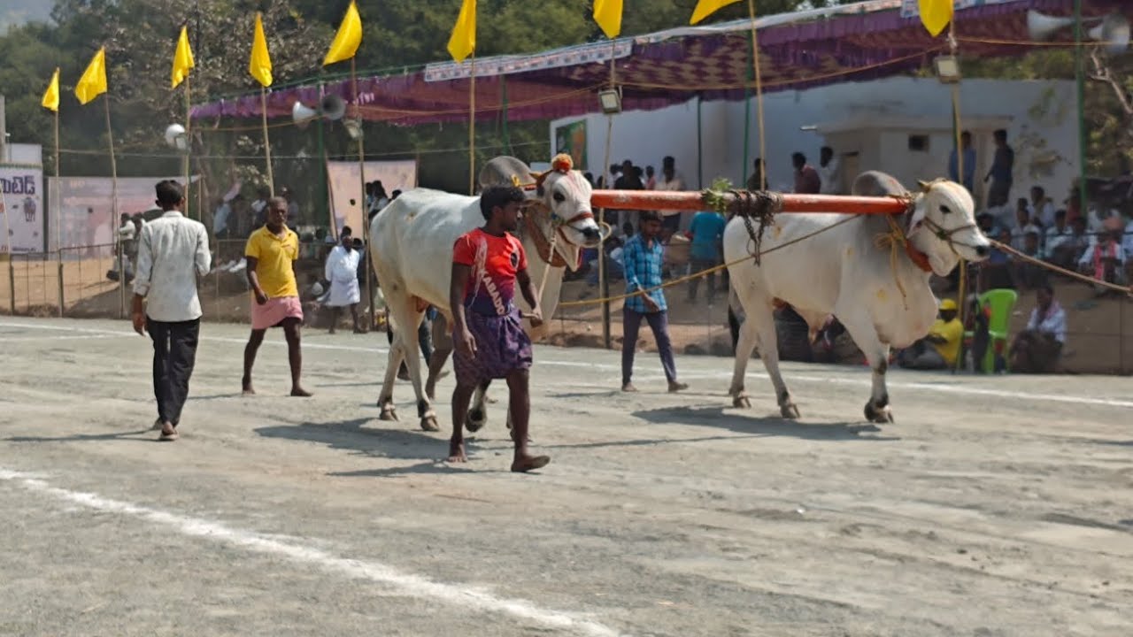 మహానంది 6 పళ్ళ విభాగం 6 వ జత