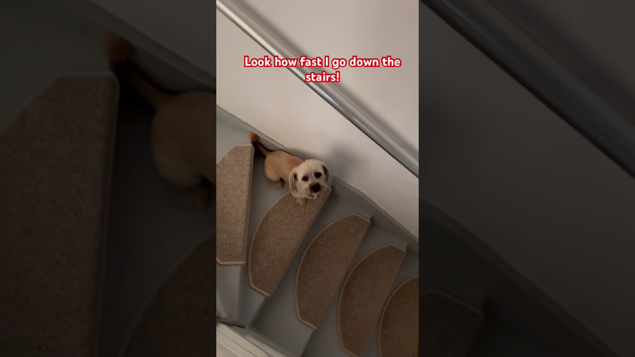 Look how fast I go down the stairs first thing in the morning!! 