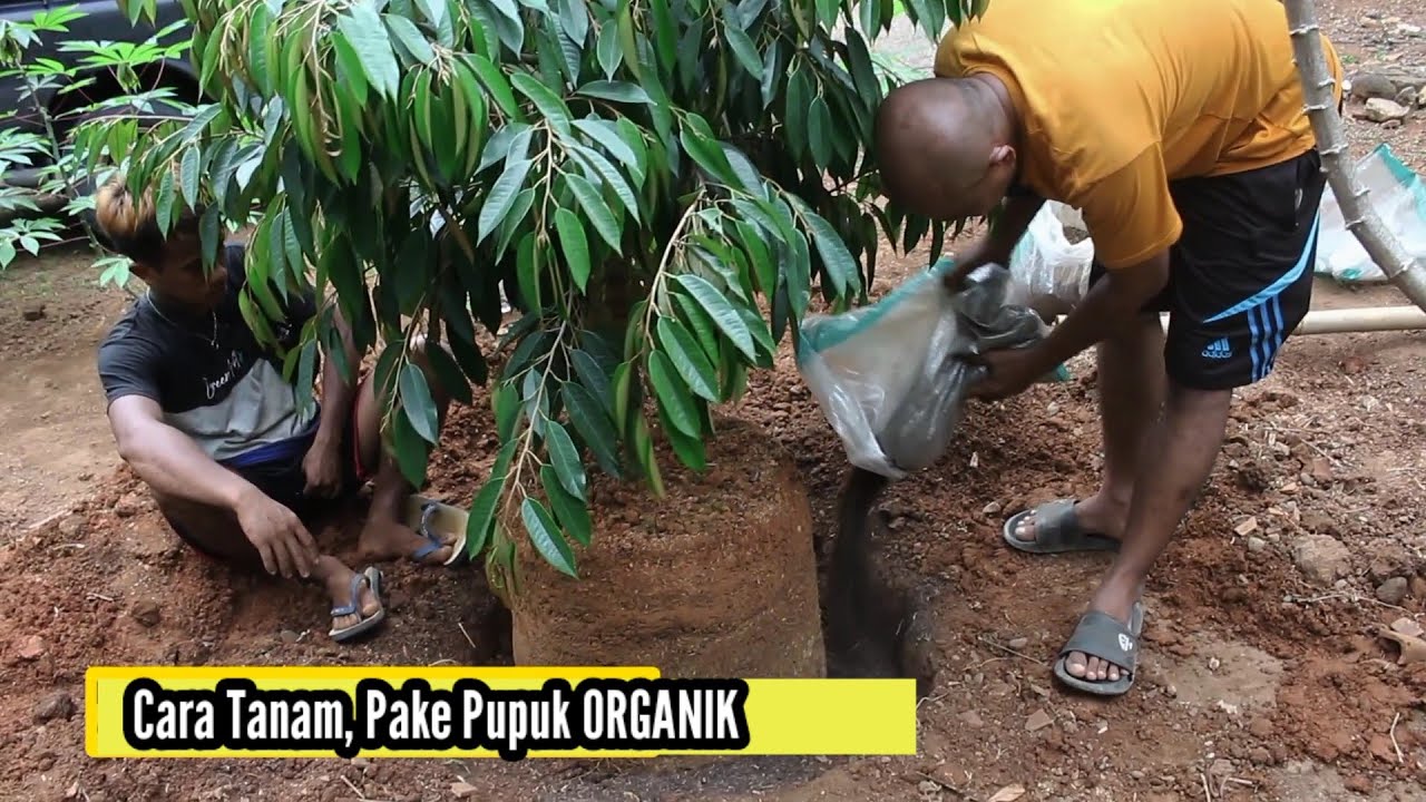 Cara Tanam Bibit Durian Pake Pupuk Organik