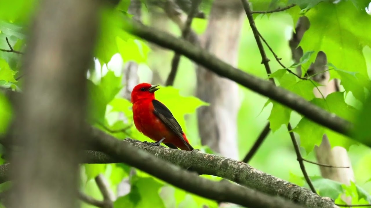 Tanagers, Buntings, and Warblers Oh My!