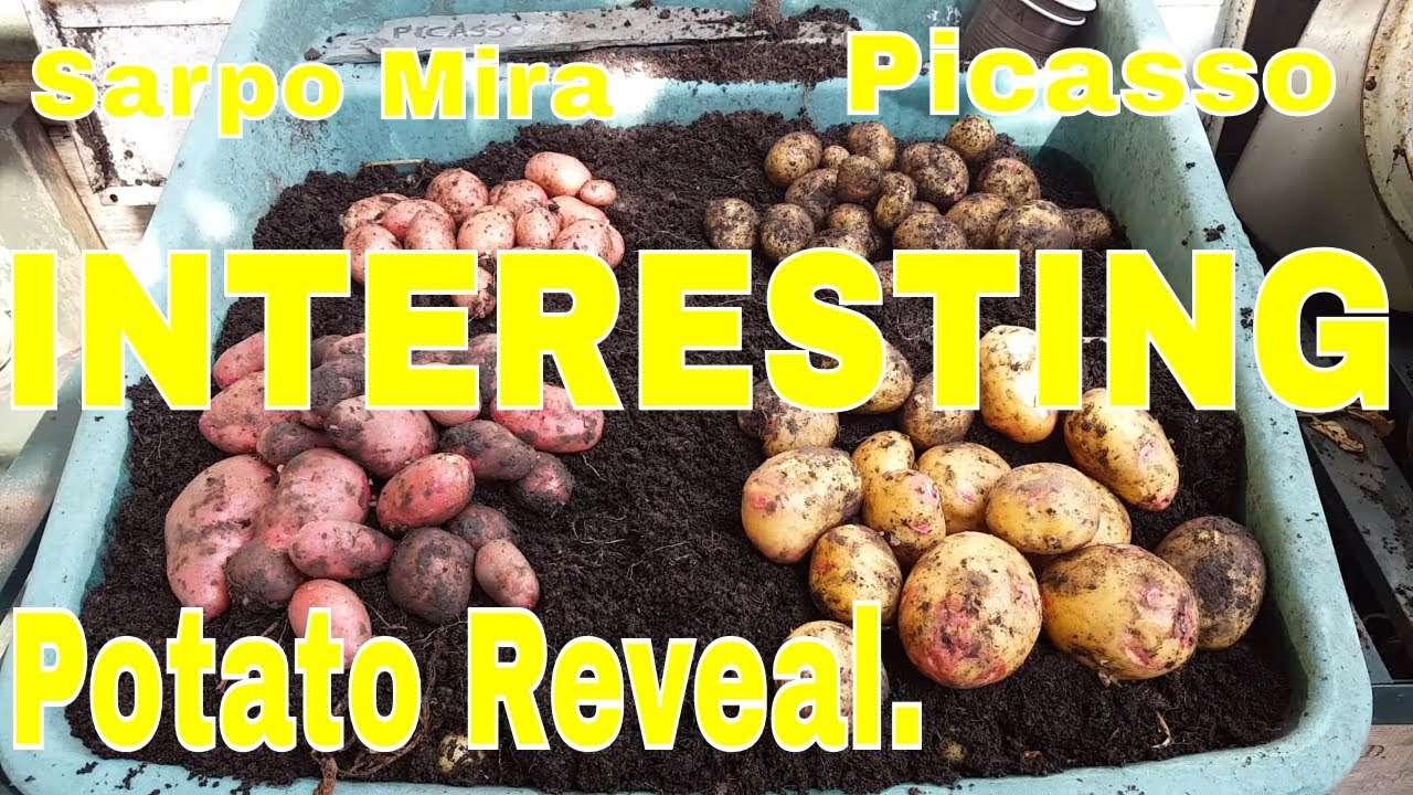 An INTERESTING Potato Reveal. Maincrop. Sarpo Mira. Picasso. Buckets or Ground. Which Works Best?
