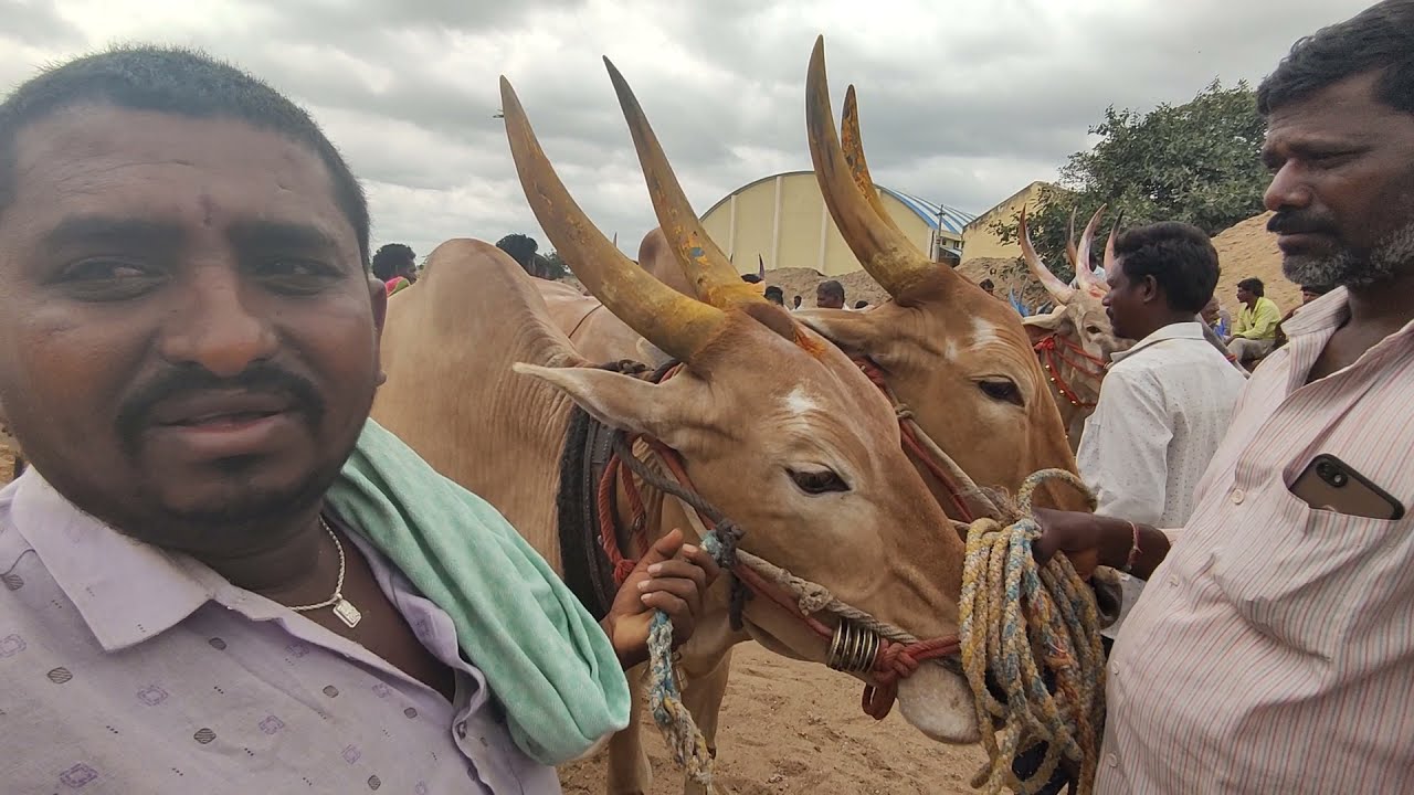 pattikonda bull market //మునుపటి రోజులో జరిగిన పత్తికొండ ఎద్దుల సంత 2022