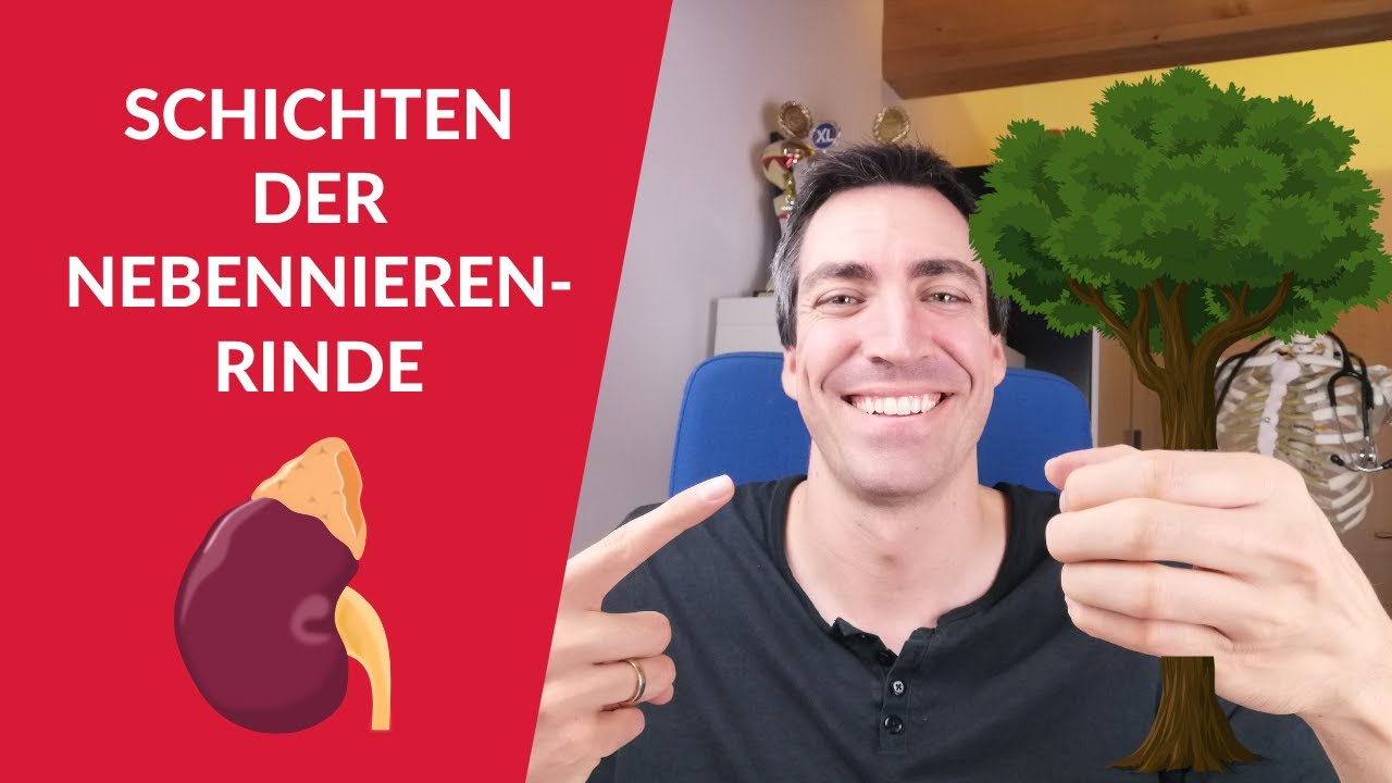 Schichten der NebennierenRINDE lernen: Eselsbrücken zu den Schichten und Eigenschaften (Histologie)