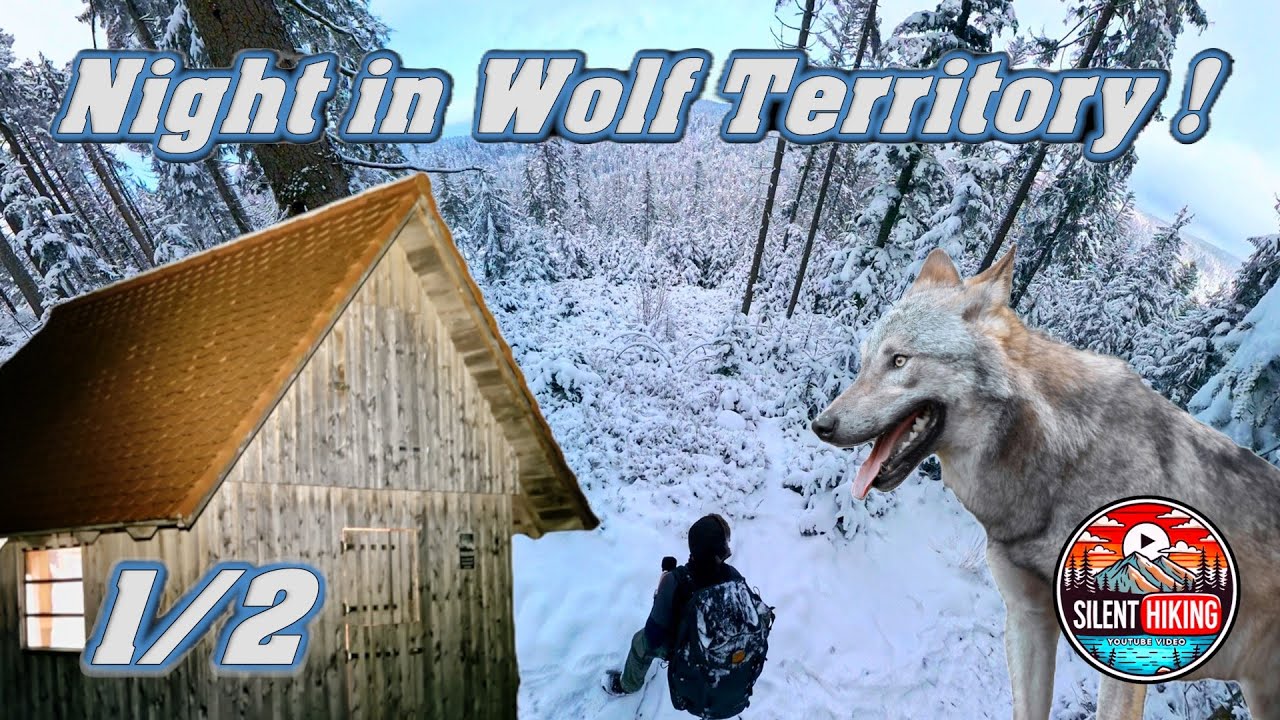 Winter Overnighter im Wolfsgebiet | Schneeschauer & Hüttenübernachtung (1/2)