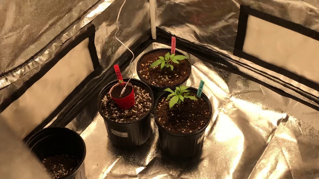 Another Grow Update Sensi Seeds & White Label