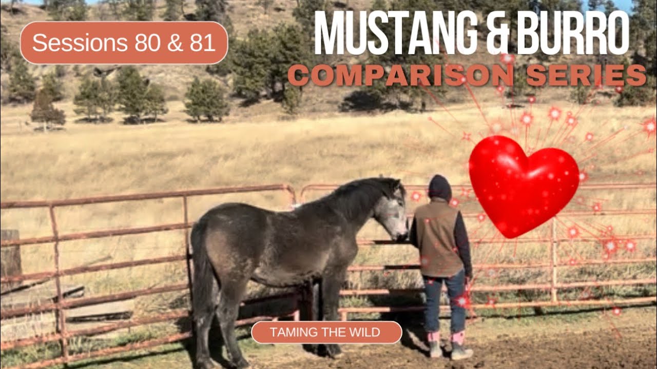 Will Wild Mustang Let a Stranger Halter Him?