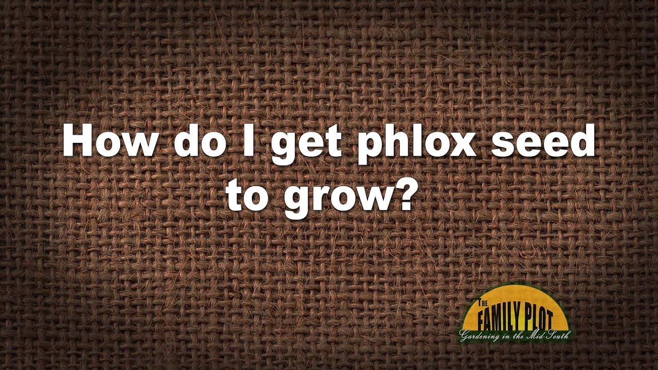 Q&A &ndash; How do I get phlox seed to grow?