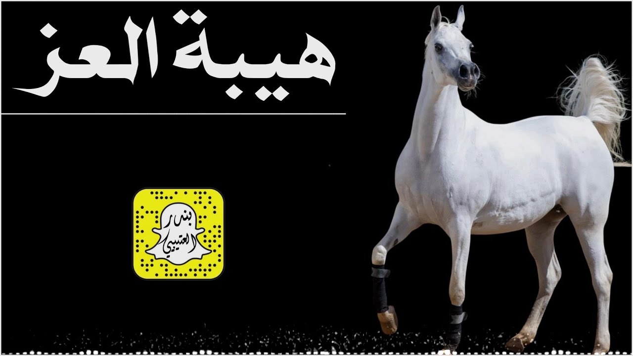 اصيله فريده - هيبة العز اداء سعد محسن 2025 حصرياً