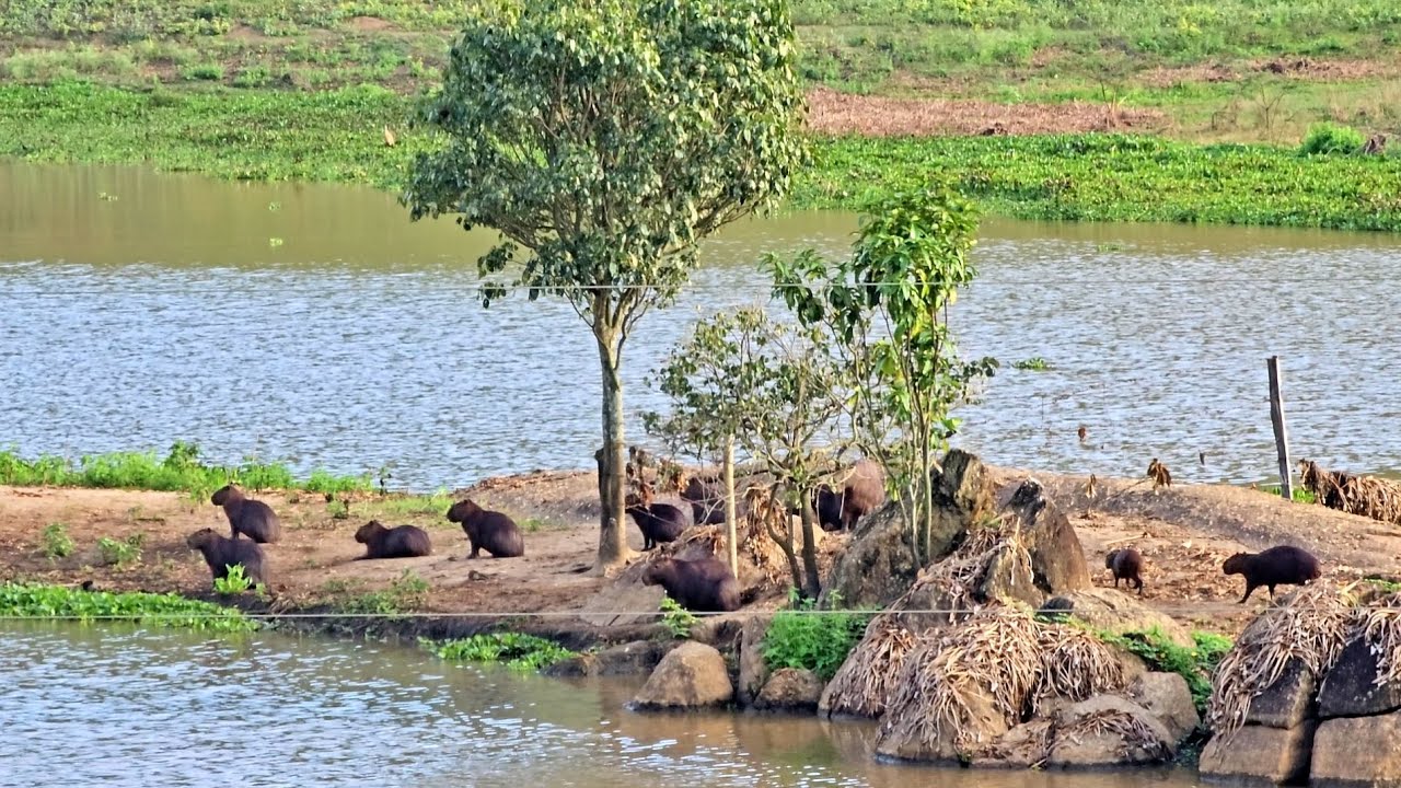 Pra quem não conhece capivara olha o monte -  Os dogs só de olho..😂😂