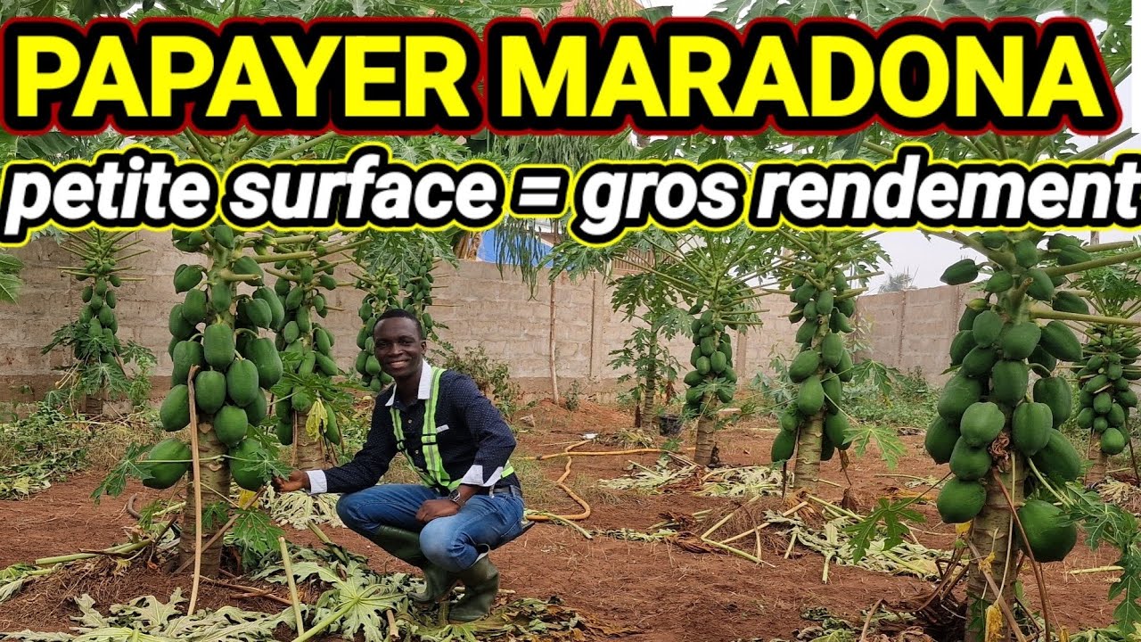 Petite superficie, rentabilise ton investissement en plantant le papayer Maradona #juriagro #papayer