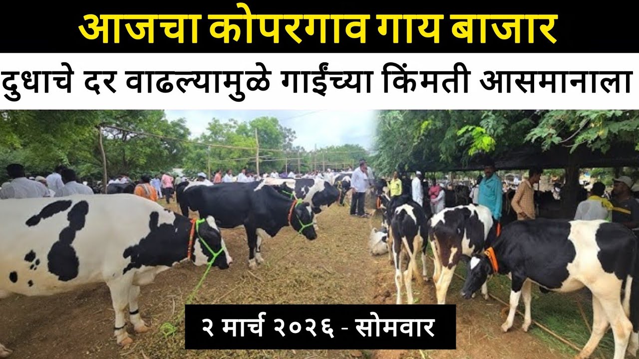 🔴 Live - गाय बाजार कोपरगाव | २ मार्च २०२६ - सोमवार | सर्व प्रकारच्या गाई बाजारात उपलब्ध | #sskm #cow