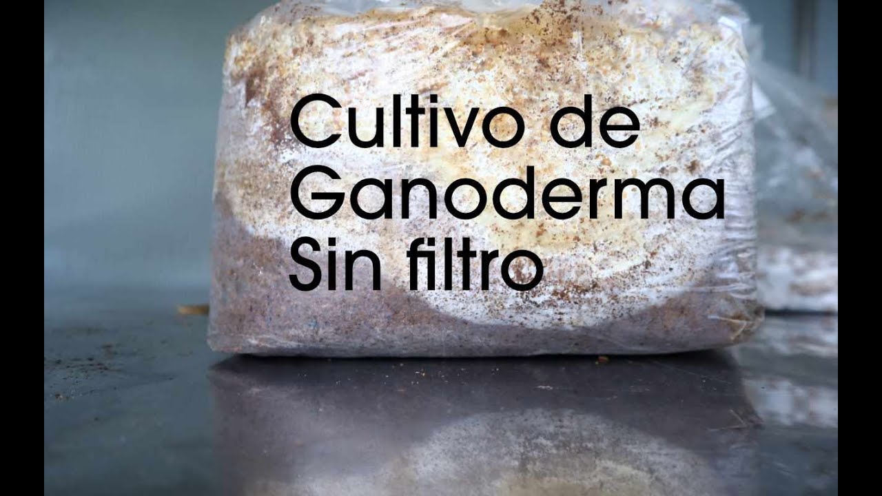 Cultivo de ganoderma sin filtro