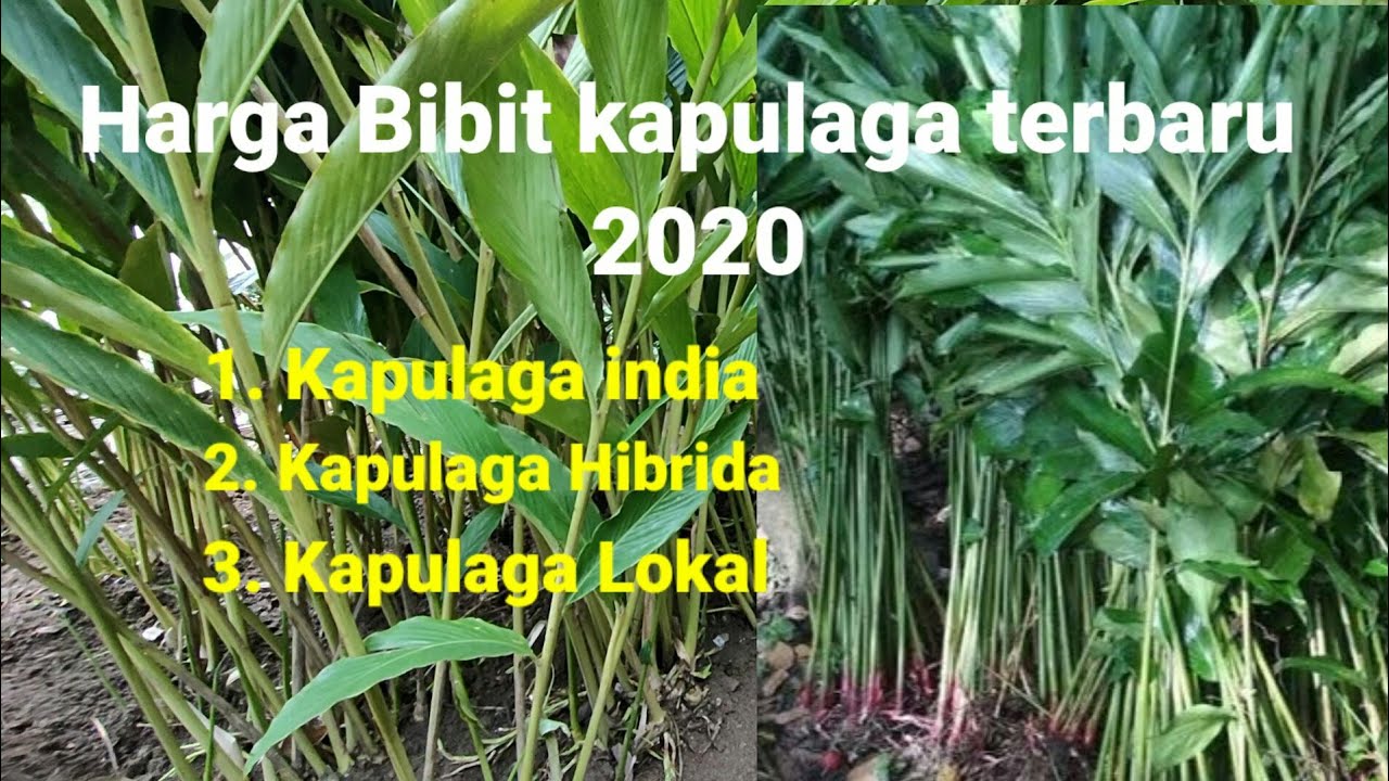 Harga terbaru 2020 budidaya bibit Kapulaga India, hibridha dan lokal