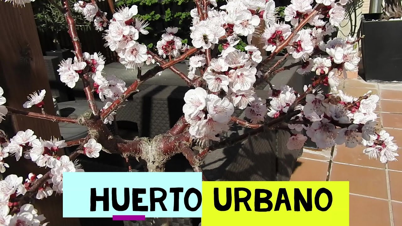 Paseo por el Huerto urbano o macetohuerto