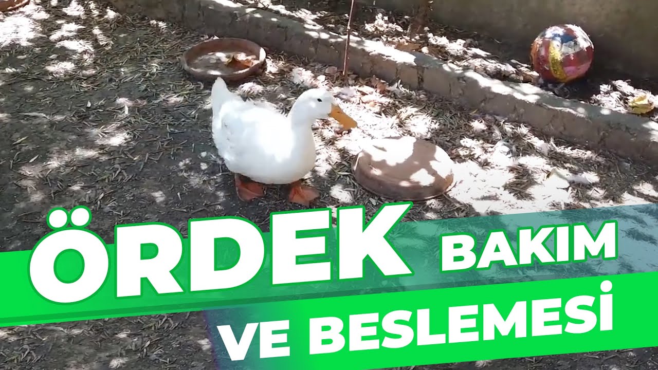 ÖRDEK BAKIMI VE BESLEMESİ | PEKİN ÖRDEĞİ YETİŞTİRİCİLİĞİ | ETLİK | #hayvancılık #köyhayatı #kanatlı