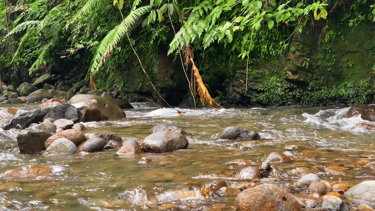 Deep Sleep River ASMR | Gentle River Flow in a Tropical Forest (No Music, No Talking)