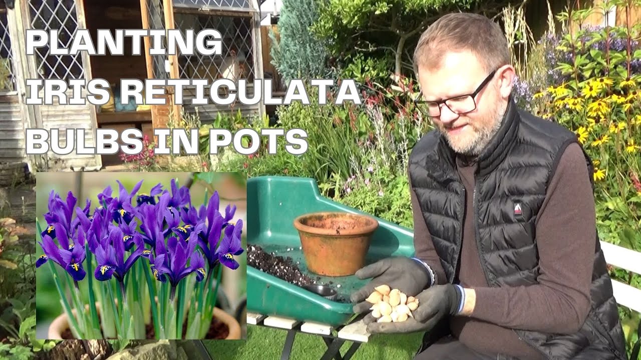 Planting Iris reticulata in Pots | How to Plant Iris reticulata in Autumn | Growing bulbs in Pots