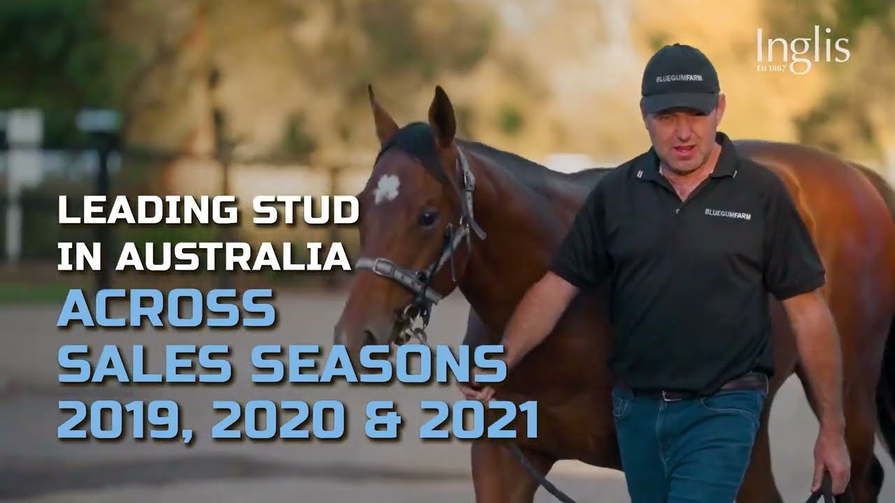 Blue Gum Farm - 2023 Stallions