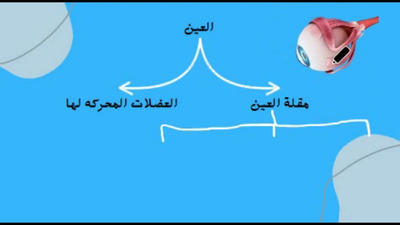 تركيب العين| المستقبلات الضوئية الجزء الأول| الوحدة الأولى| احياء ثالث ثانوي