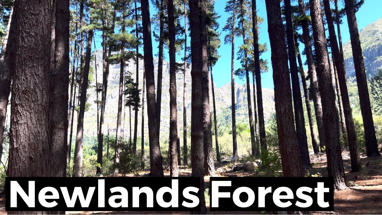 Newlands Forest Hike | Cape Town | Table Mountain