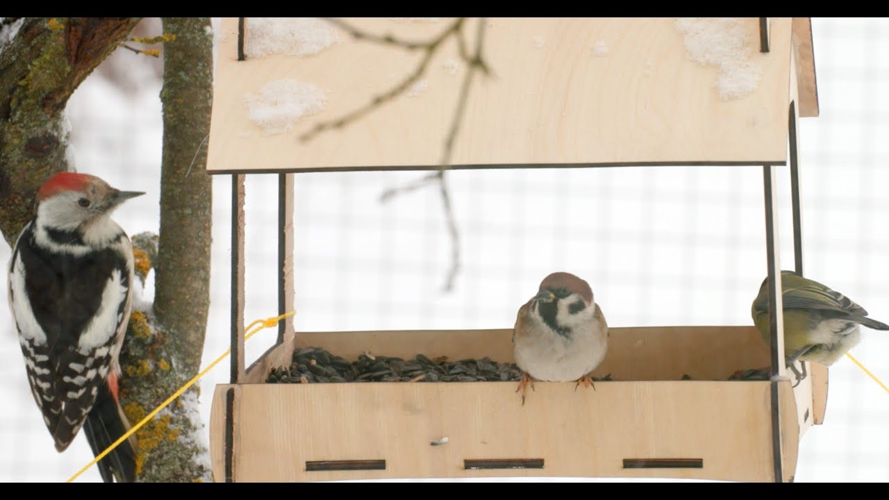 Are birds hungry in winter