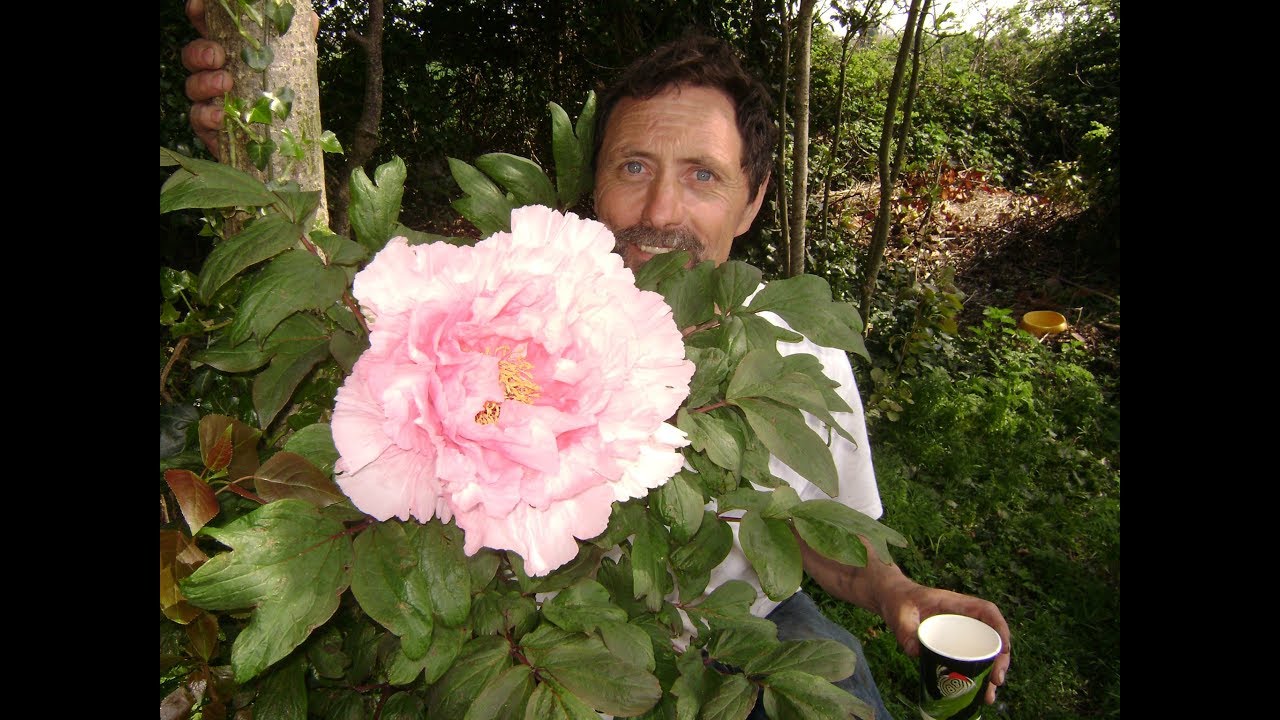 Poppies, Peonies and London Pride
