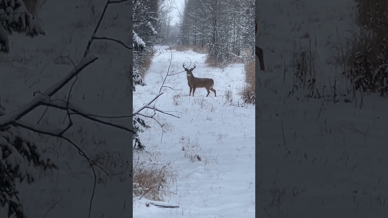 November 23, 2024 afternoon deer hunt. Alberta whitetails in rut. #whitetail #bigbuck