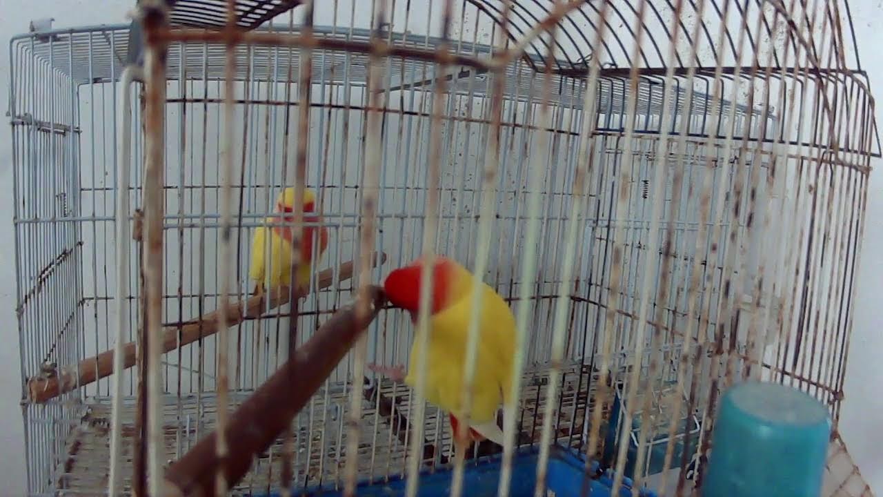 طائر الحب الروز على المباشر - الاستعداد للتزاوج طائر روز شبيه طائر الفيشر