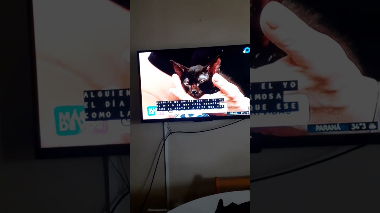 Protectora de Gatos, nota en Canal 7 a Jacqueline Miller