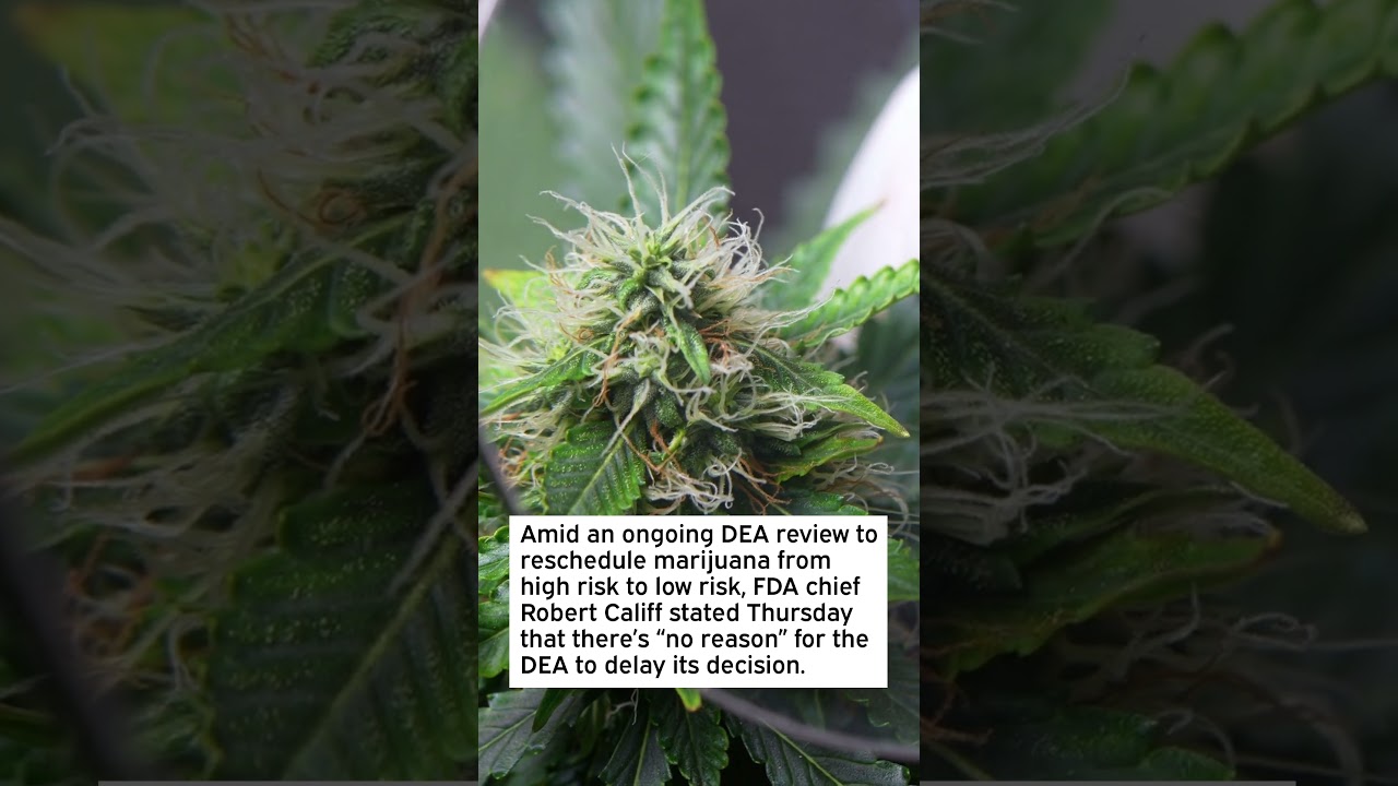 FDA chief sees no reason for delay in cannabis rescheduling #GTBIF #MSOS #Cannabis