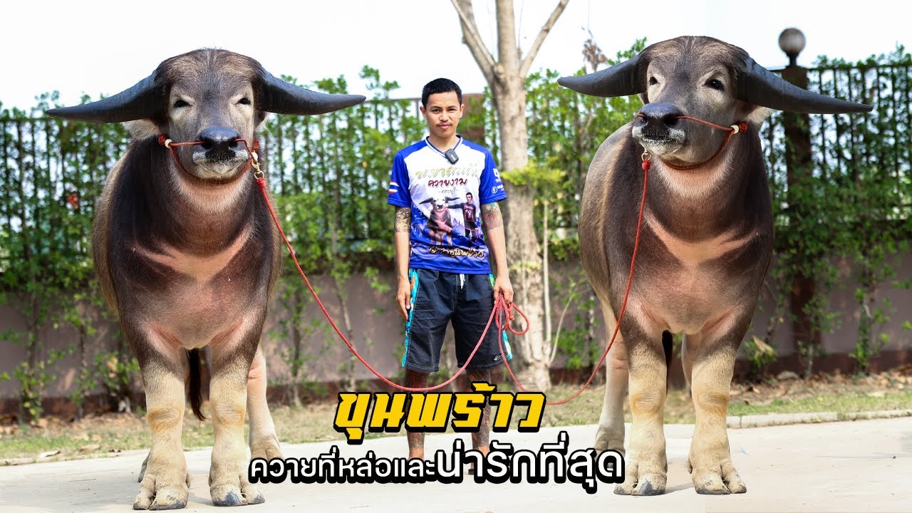 เจ้าขุนพร้าว พ.ยอดมณี ควายหล่อเมืองสระบุรี