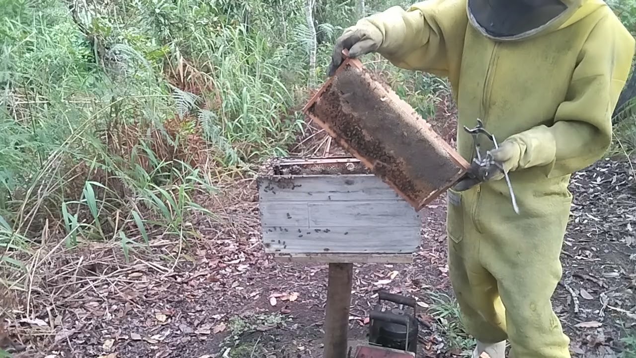 Divisão de abelhas de um núcleo para outro núcleo 