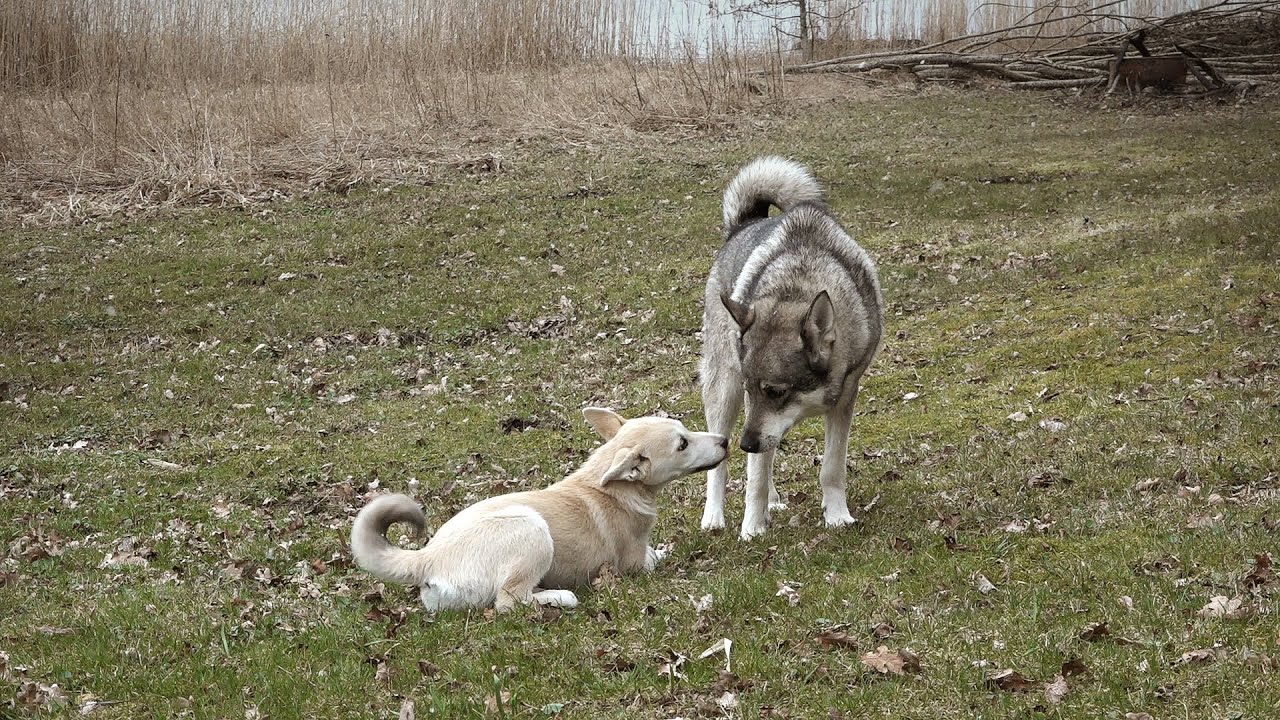 Valpen 1 - Socialisering