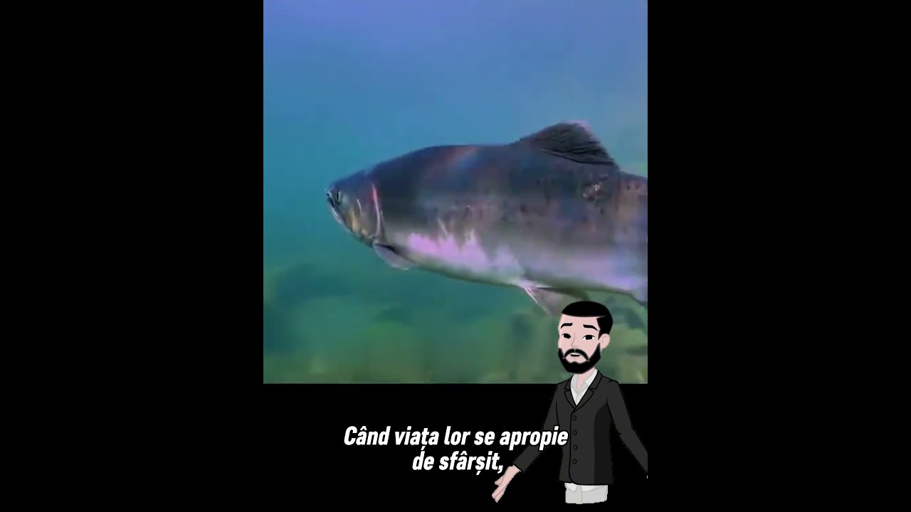 Ciclul vieții la somon: &icirc;ntre sacrificiu și renaștere