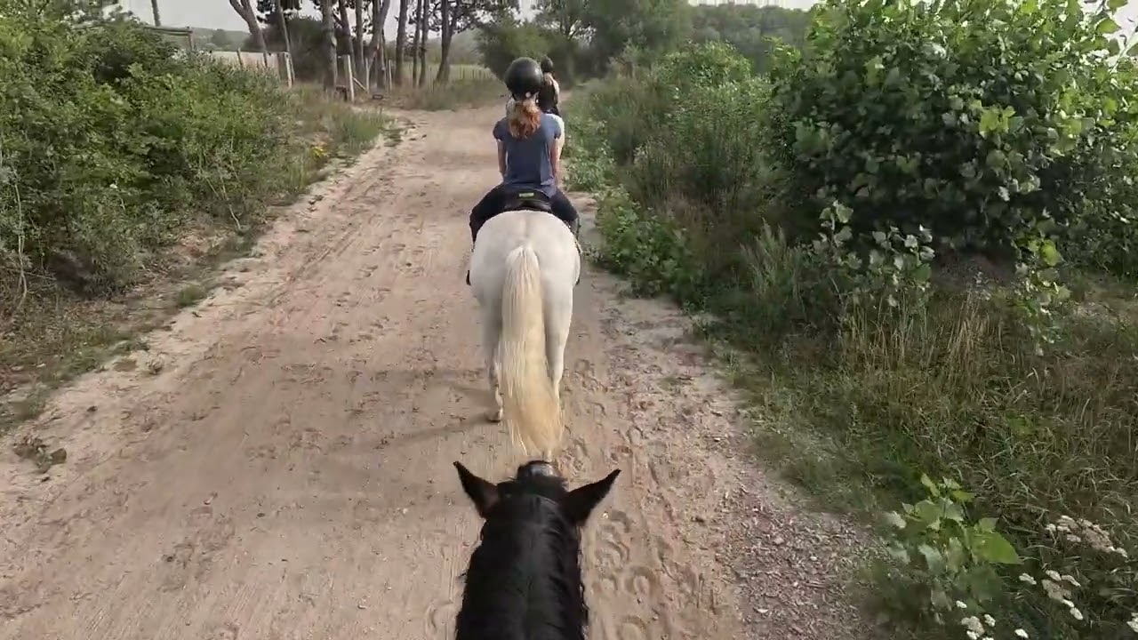Going to the beach on horseback!