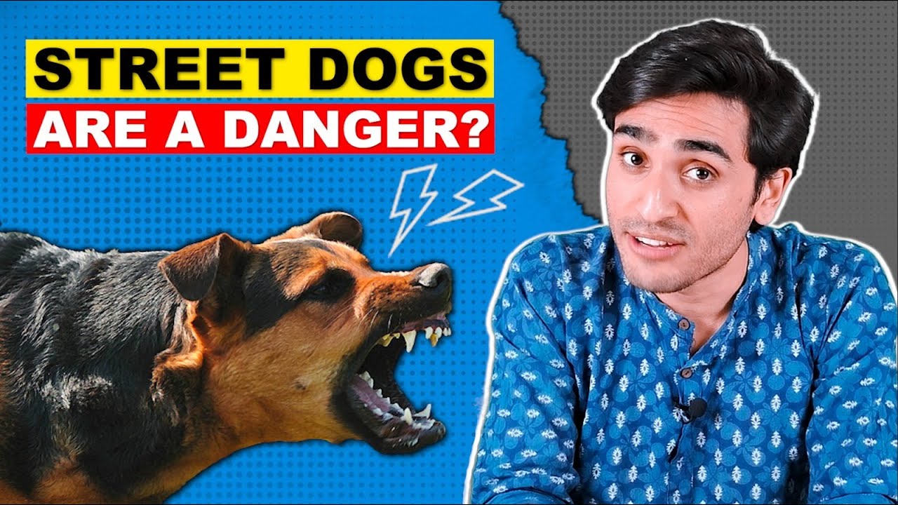 Dogs vs Everybody In India? | Weird Stray Dog Laws