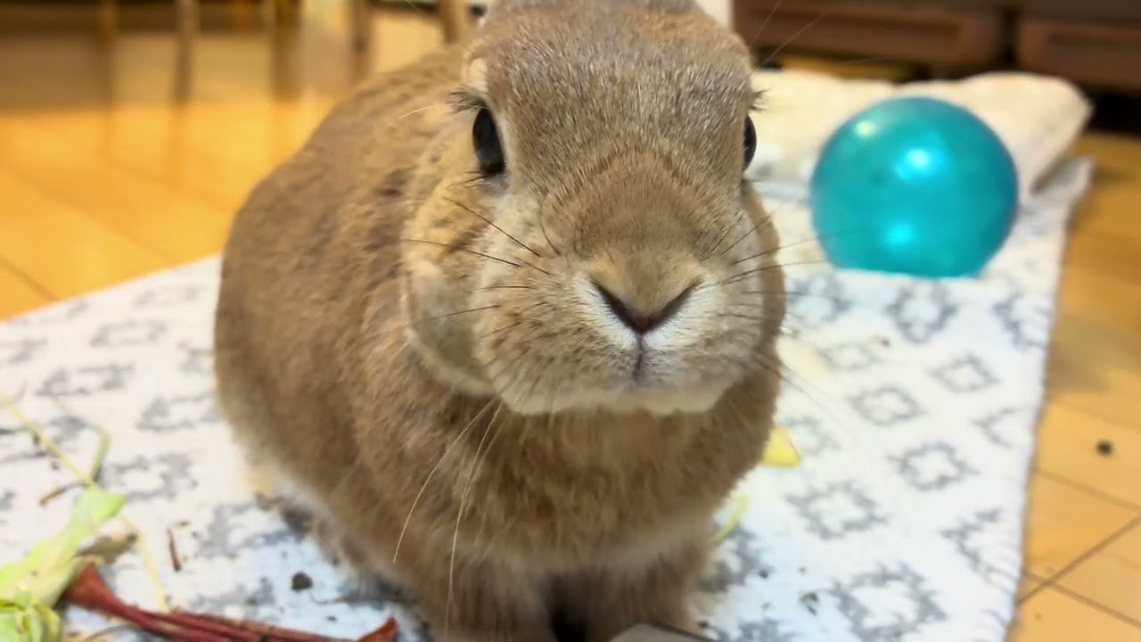 2026年2月12日7歳0ヶ月のうた　#うさぎ　#ネザーランドドワーフ　#rabbit　#bunny　#netherlanddwarf