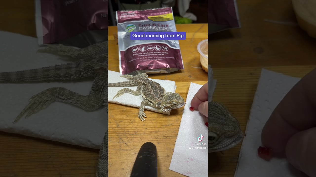 Pip the mbd bearded.