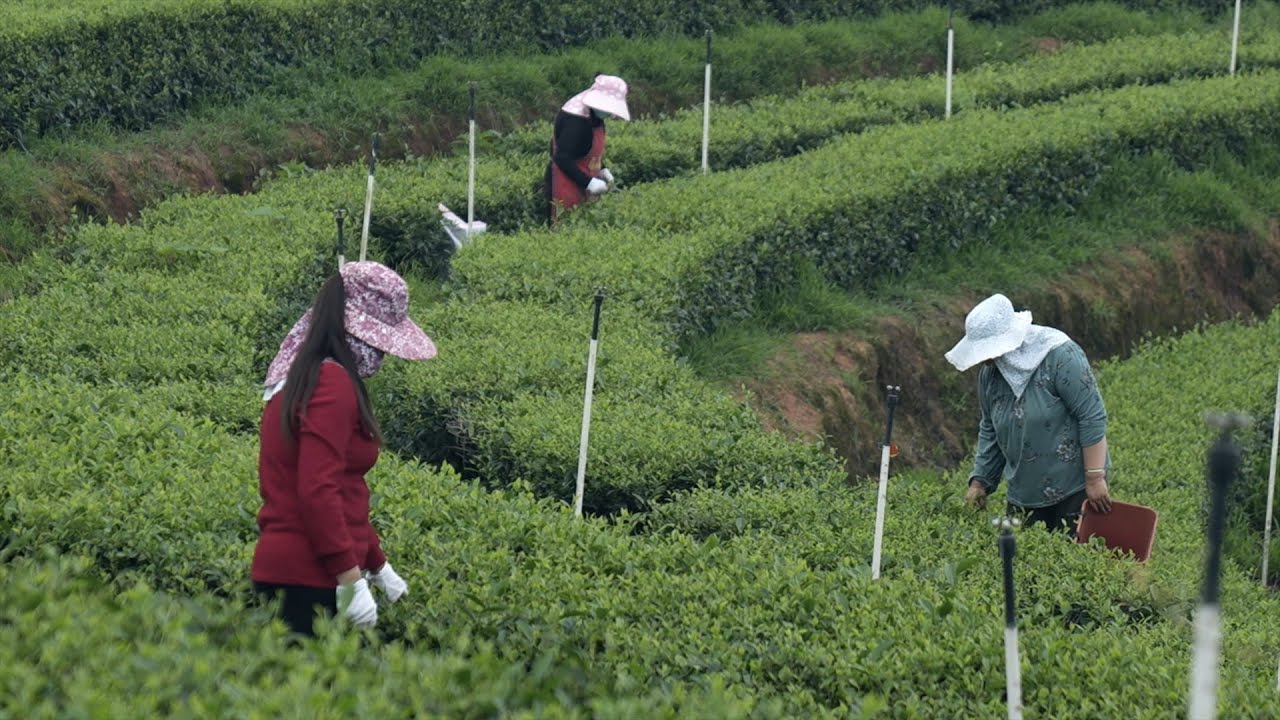 International Tea Day: Sichuan's tea in high demand overseas