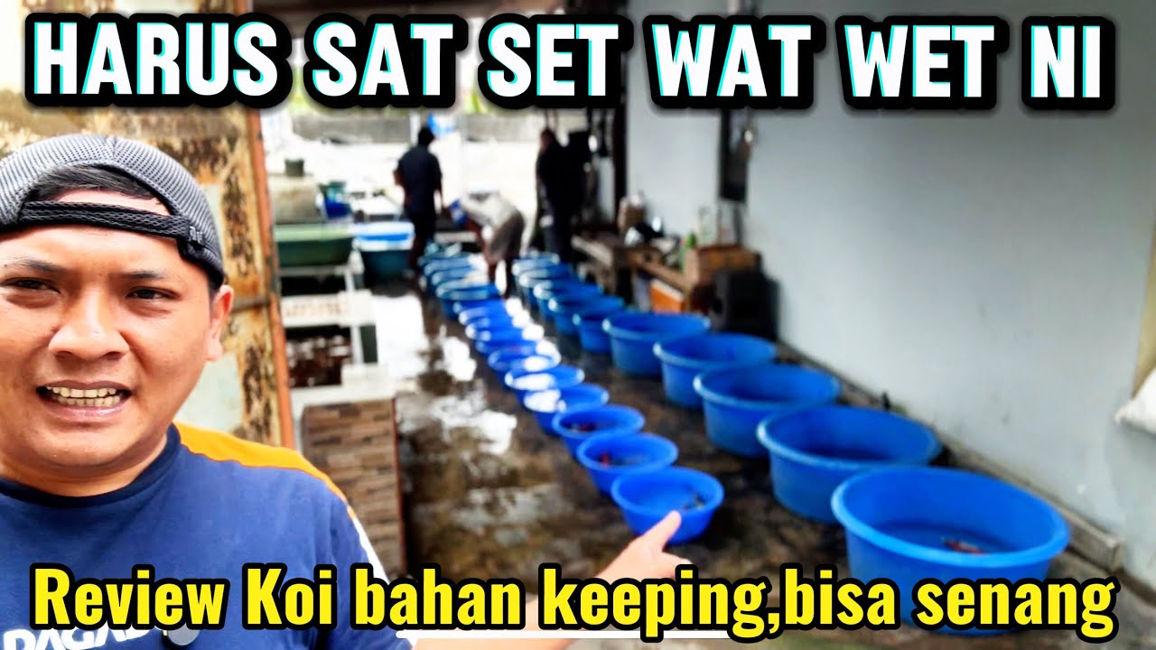 Bisa senang kalau review Koi kualitas seperti ini‼️hanura Koi Tulungagung 