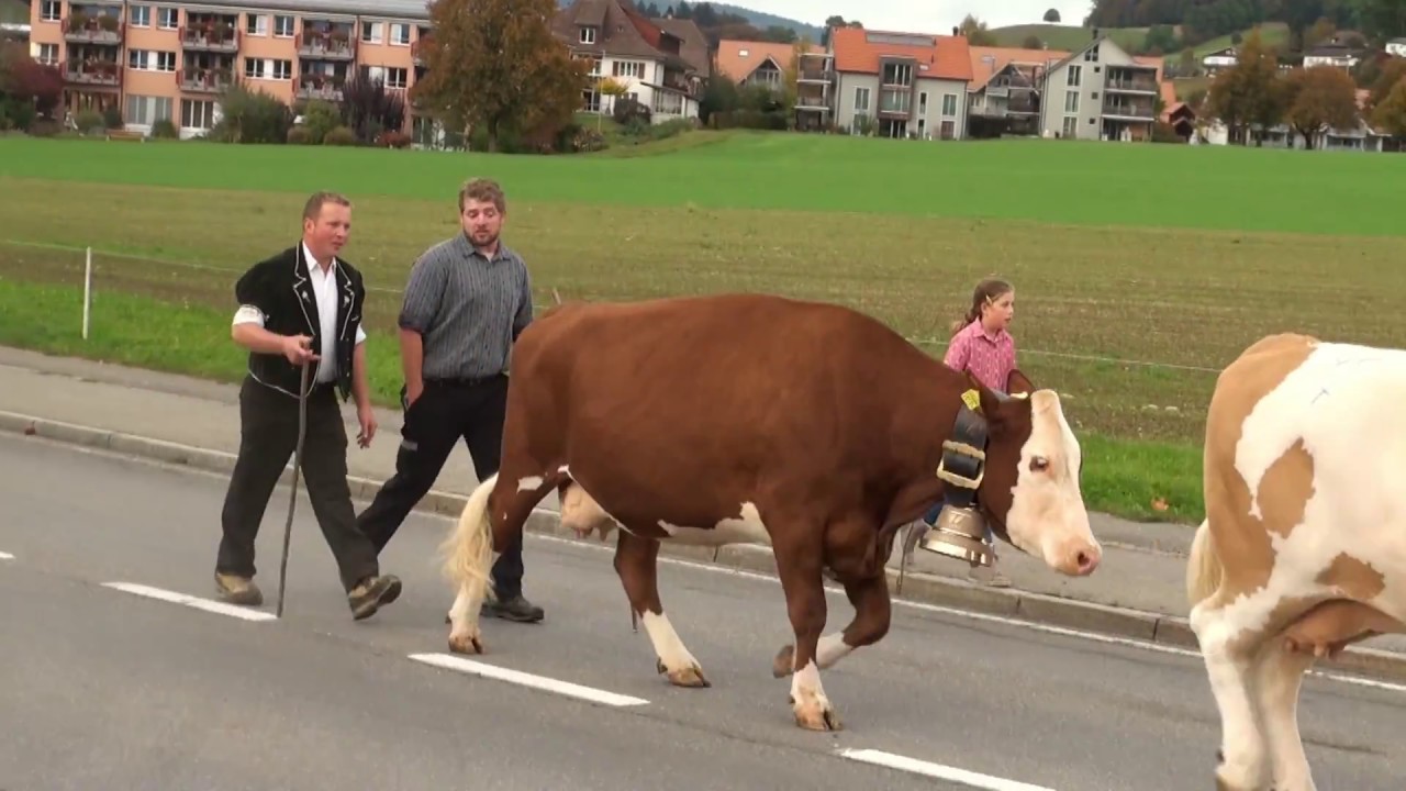 Viehschau in Oberdiessbach am 21. Okt 2016