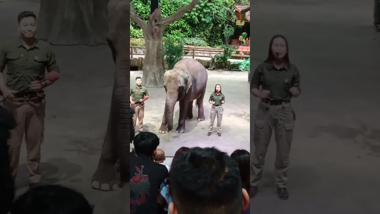 ALTHAAF NONTON PERTUNJUKAN GAJAH IFTAR TSI BOGOR, 02/03/26