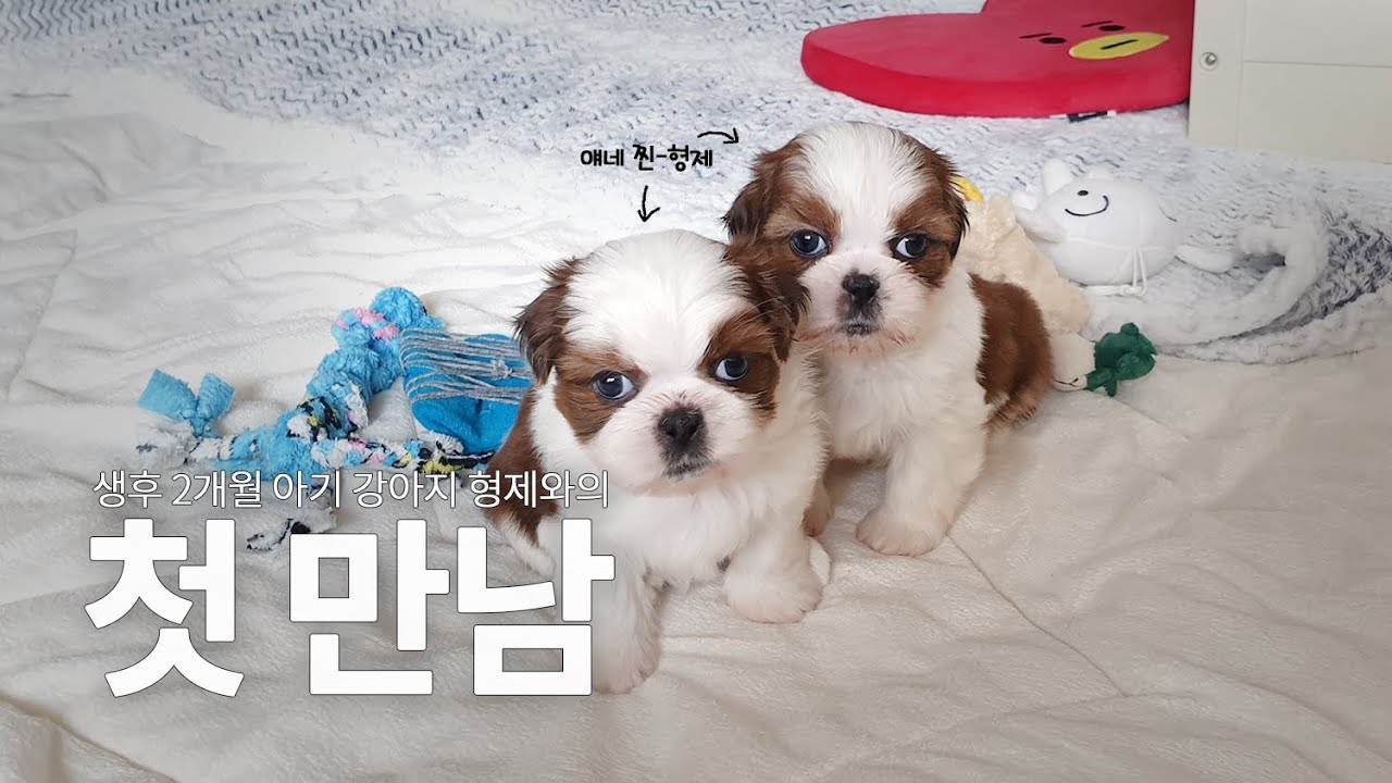 찐형제 강아지 두 마리를 입양하면 벌어지는 일 [아기 시츄 형제의 성장기. 1편] ｜ 다둥이를 키워야 하는 이유