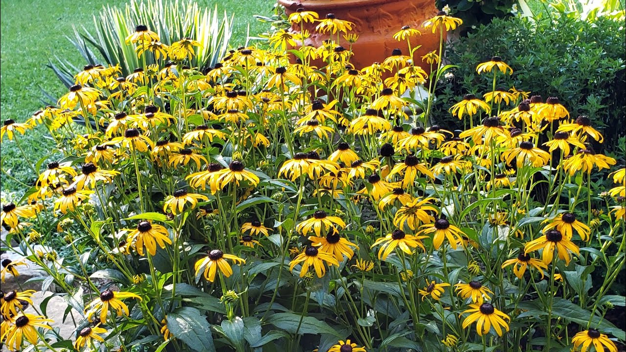 Black-eyed Susan (Rudbeckia). Border and container idea. 🌼