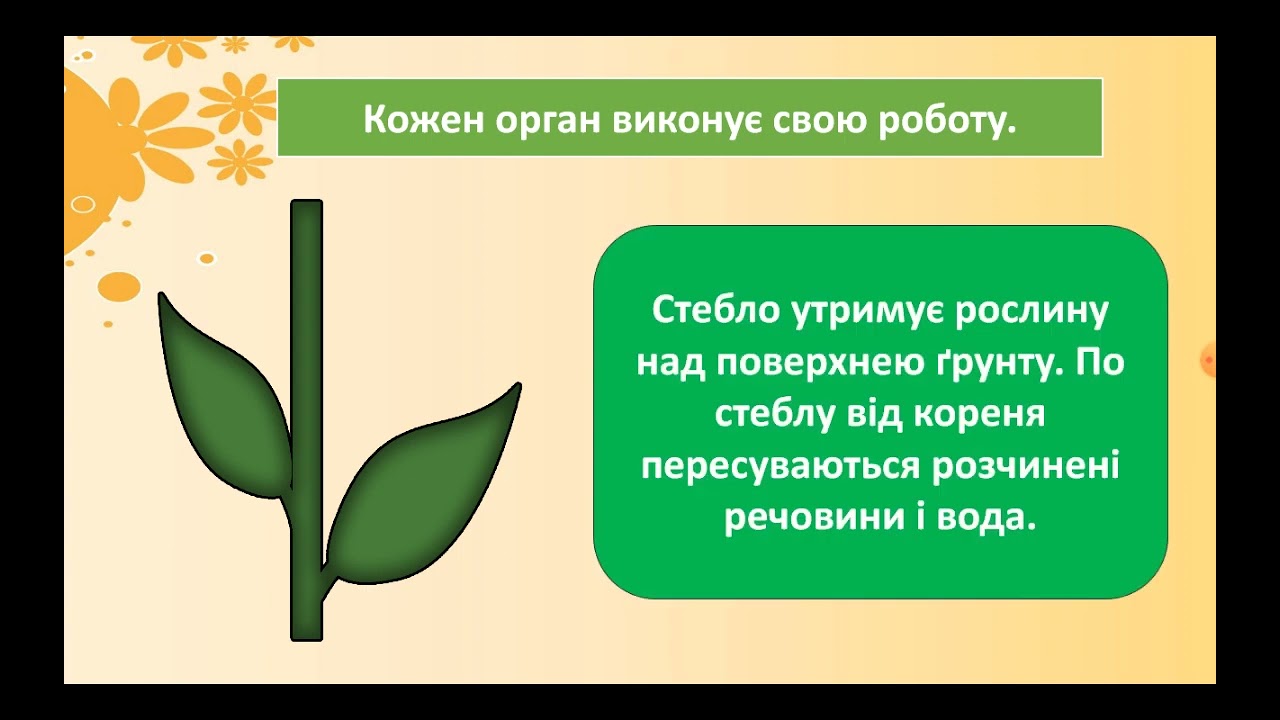 Якими бувають рослини. ЯДС. 2 клас 🌿