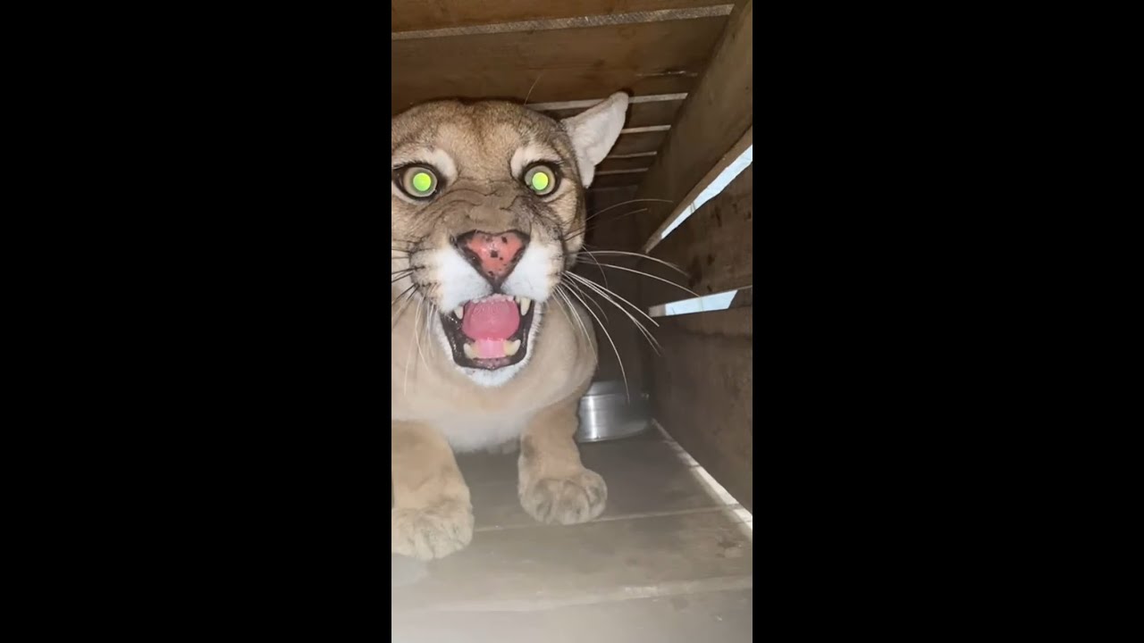 Onça Suçuarana é encontrada em sítio na barragem de Anagé
