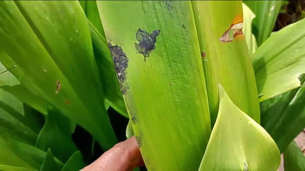 Indo pro mini sítio colocar água nas plantas 🪴