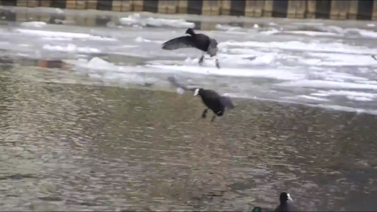 Flying Coots by Ani Male